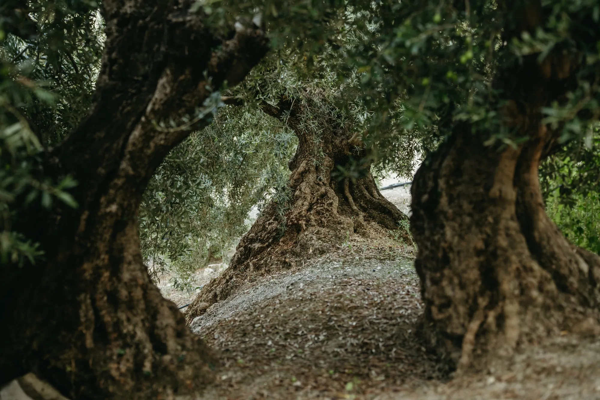 Olivos centenarios del olivar de la familia, en Belerda